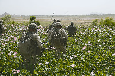 Canadian soldiers in a poppy field, Afghanistan