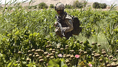 Canadian soldier in a poppy field, Afghanistan