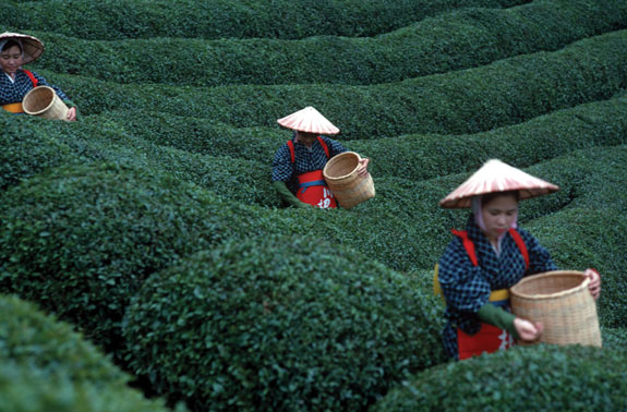 Tea Picking – Plantation Apron