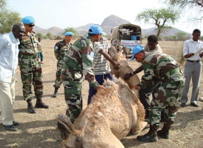 UN forces from India assisting a camel in the Sudan.