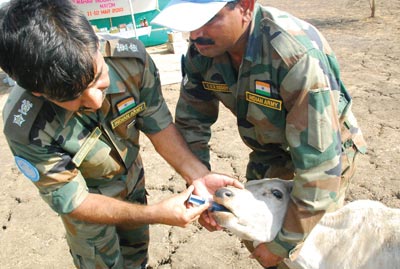 Indian Army veterinarians administering aid to a cow.