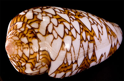 L’algorithme de Wolfram crée une forme qui ressemble à la coquille d’un escargot.