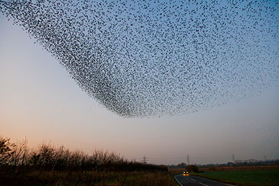 Starlings flocking à la C.W. Reynolds.