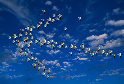 Snow geese flying in arrowhead formation