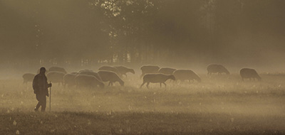 Dawn fog shepherd
