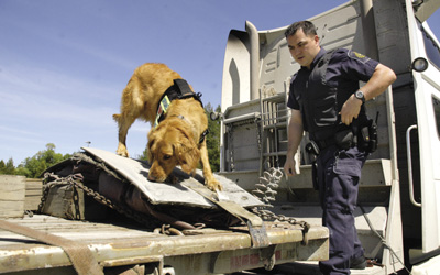 Un chien détecteur de l’Agence des services frontaliers du Canada et un maître chien inspectent la remorque d’un véhicule commercial.